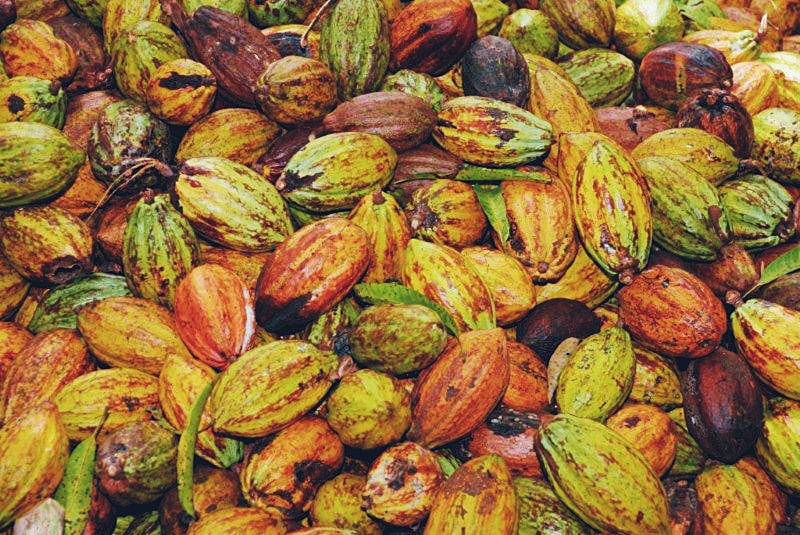 Kakaobutter Classic Cacao